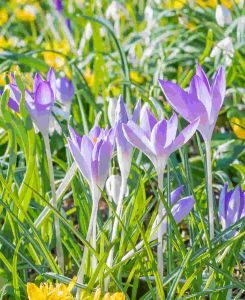 Crocus Lilac Beauty 