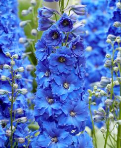 Delphinium elatum Paramo Azul