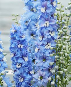 Delphinium elatum Paramo Celeste