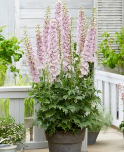 Delphinium elatum Paramo Rosa