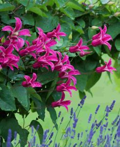 Clematis texensis' Priness Diana'