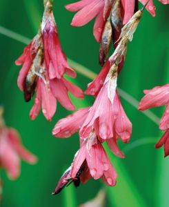 Dierama Igneum