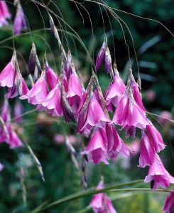 Dierama pulcherrimum