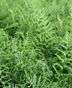 Dryopteris filix-mas Linearis Polydactyla