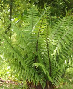 Dryopteris wallichiana