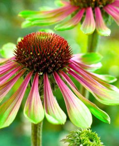 Echinacea Green Twister