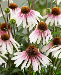 Echinacea J S Pretty Parasols