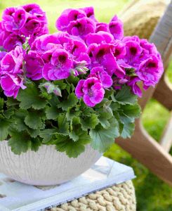 Pelargonium grandiflorum Elegance Nicolette