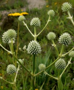 Eryngium agavifolium