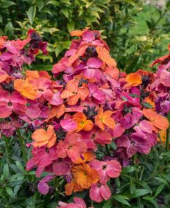 Erysimum 'Winter Passion'