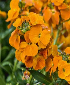 Erysimum 'Winter Spice'