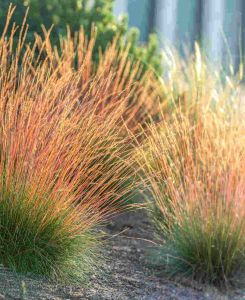 Festuca glauca 'Sunrise'