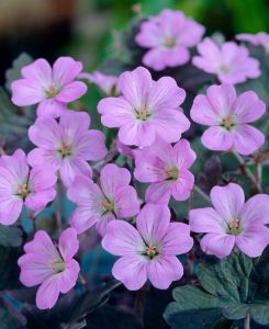 Geranium Dusky Crug