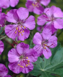 Geranium cantabrigiense Karmina