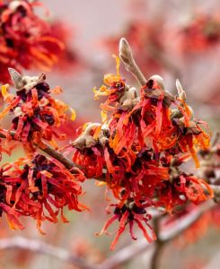 Hamamelis x intermedia Diane