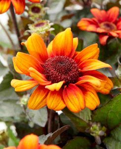 Heliopsis helianthoides var. scabra ‘Luna Roja’ 