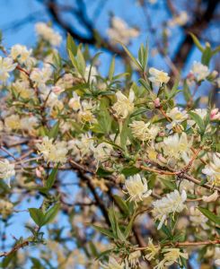 Lonicera fragrantissima