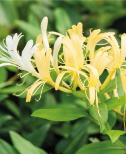 Lonicera japonica Halliana