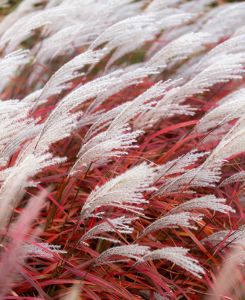 Miscanthus sinensis 'Lady in Red'