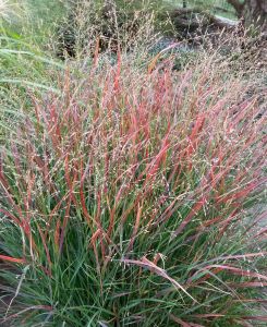 Panicum virgatum Shenandoah