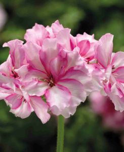 Pelargonium Pink Bicolour