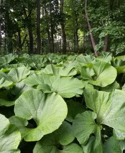 Petasites hybridus