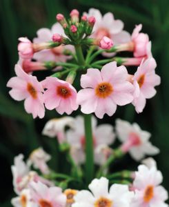 Primula japonica 'Apple Blossom'