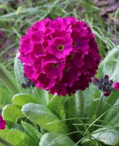 Primula denticulata Rubin