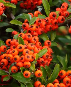 Pyracantha Orange Glow