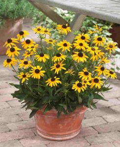 Rudbeckia f. 'Viettes Little Suzy'