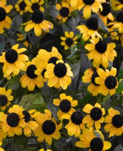 Rudbeckia triloba 'Blackjack Gold'