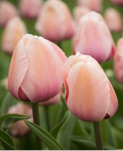 Tulipa 'Apricot Impression'