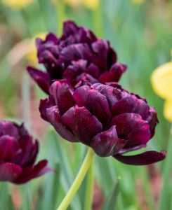 Tulipa 'Black Hero'