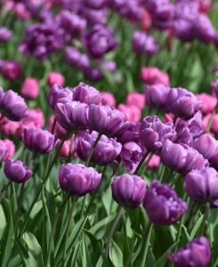 Tulipa 'Blue Diamond'