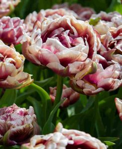 Tulipa 'Wyndham'