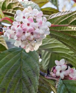 Viburnum farreri