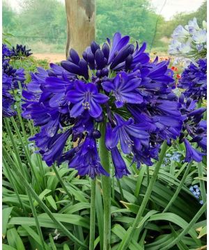 Agapanthus Everpanthus Midnight Sky