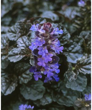 Ajuga reptans Black Scallop