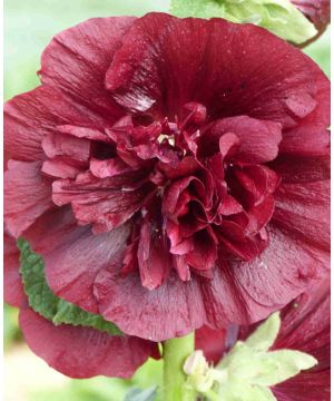 Alcea rosea Chater's Chestnut Brown