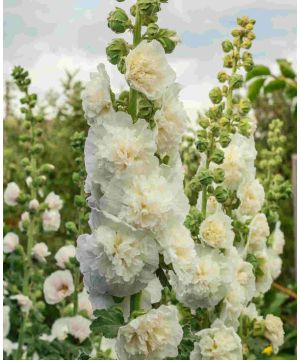 Alcea rosea Chater's Double White
