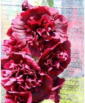 Alcea rosea Chater's Double Crimson