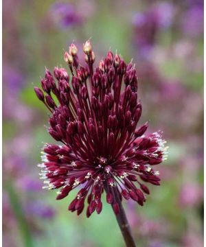 Allium amethystinum Red Mohican