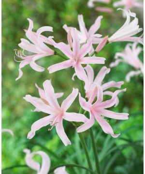 Amarine tubergenii Belladiva Emanuelle