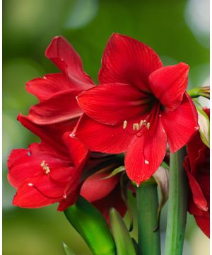 Quinessential Red Amaryllis 5 x Bulbs