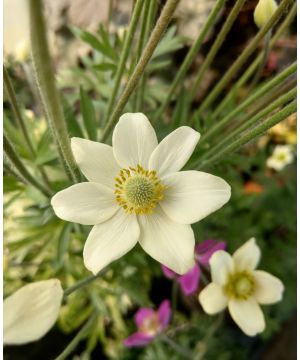Anemone Spring Beauty White