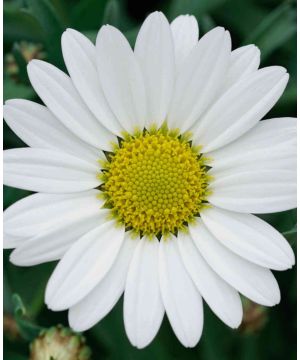 Argyranthemum Mega White