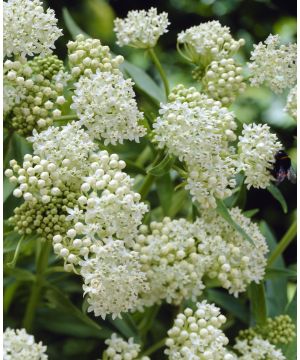 Prized Asclepias collection