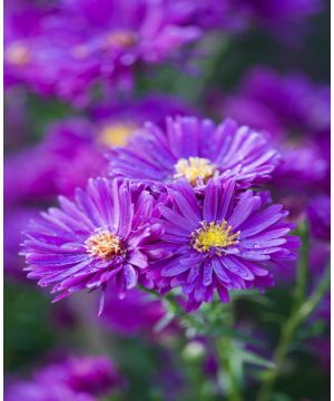 Symphyotrichum novi-belgii 'Purple Dome'