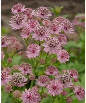 Long - Flowering Astrantia Collection 