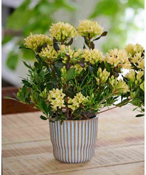 Rhododendron Parfumollis Yellow 19 cm pot